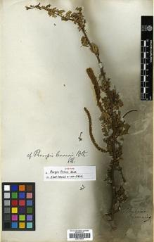 Type specimen at Edinburgh (E). Cuming, Hugh: 974. Barcode: E00319926.