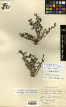 Type specimen at Edinburgh (E). Grierson, Andrew: 152. Barcode: E00319933.