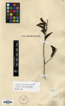 Type specimen at Edinburgh (E). Galeotti, Henri Guillaume: . Barcode: E00319948.