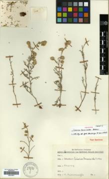 Type specimen at Edinburgh (E). Karamanoglu, Kamil: . Barcode: E00319951.