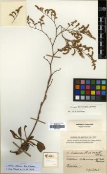 Type specimen at Edinburgh (E). Balansa, Benedict: . Barcode: E00319952.