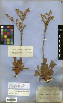 Type specimen at Edinburgh (E). Von Heldreich, Theodor: . Barcode: E00319953.