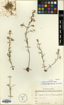 Type specimen at Edinburgh (E). Karamanoglu, Kamil: . Barcode: E00319959.