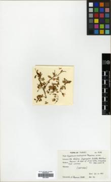 Type specimen at Edinburgh (E). Pesmen, Hasan: 3395. Barcode: E00319966.