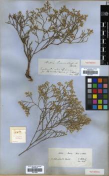 Type specimen at Edinburgh (E). Von Heldreich, Theodor: . Barcode: E00319967.