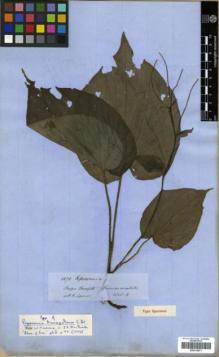 Type specimen at Edinburgh (E). Spruce, Richard: 4570. Barcode: E00319971.