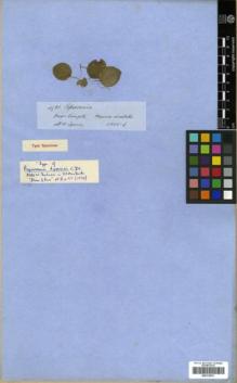 Type specimen at Edinburgh (E). Spruce, Richard: 4931. Barcode: E00319973.
