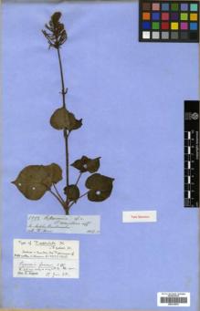 Type specimen at Edinburgh (E). Spruce, Richard: 5552. Barcode: E00319974.