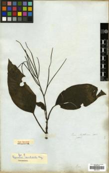 Type specimen at Edinburgh (E). Mathews, Andrew: 1685. Barcode: E00319975.