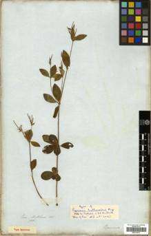 Type specimen at Edinburgh (E). Mathews, Andrew: 1688. Barcode: E00319978.