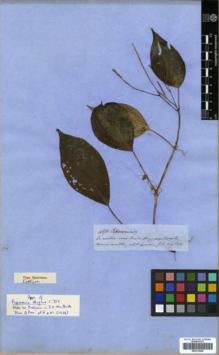 Type specimen at Edinburgh (E). Spruce, Richard: 4871. Barcode: E00319980.
