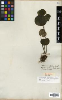 Type specimen at Edinburgh (E). Hartweg, Karl: 833. Barcode: E00319981.