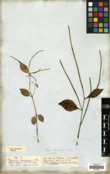 Type specimen at Edinburgh (E). Mathews, Andrew: 1689. Barcode: E00319982.