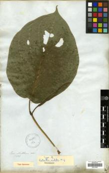 Type specimen at Edinburgh (E). Mathews, Andrew: 1700. Barcode: E00319985.