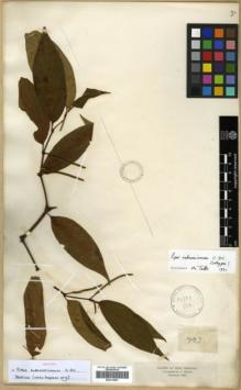 Type specimen at Edinburgh (E). Triana, Jose: 793. Barcode: E00319987.