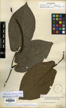 Type specimen at Edinburgh (E). Smith, Herbert: 1237. Barcode: E00319990.