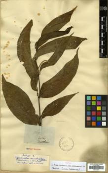 Type specimen at Edinburgh (E). Mathews, Andrew: 1691. Barcode: E00319997.
