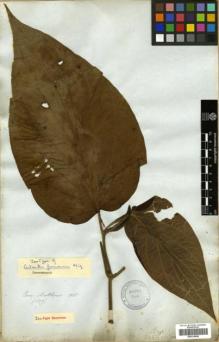 Type specimen at Edinburgh (E). Mathews, Andrew: 1697. Barcode: E00319998.