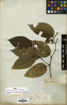 Type specimen at Edinburgh (E). Mathews, Andrew: 1147. Barcode: E00320000.