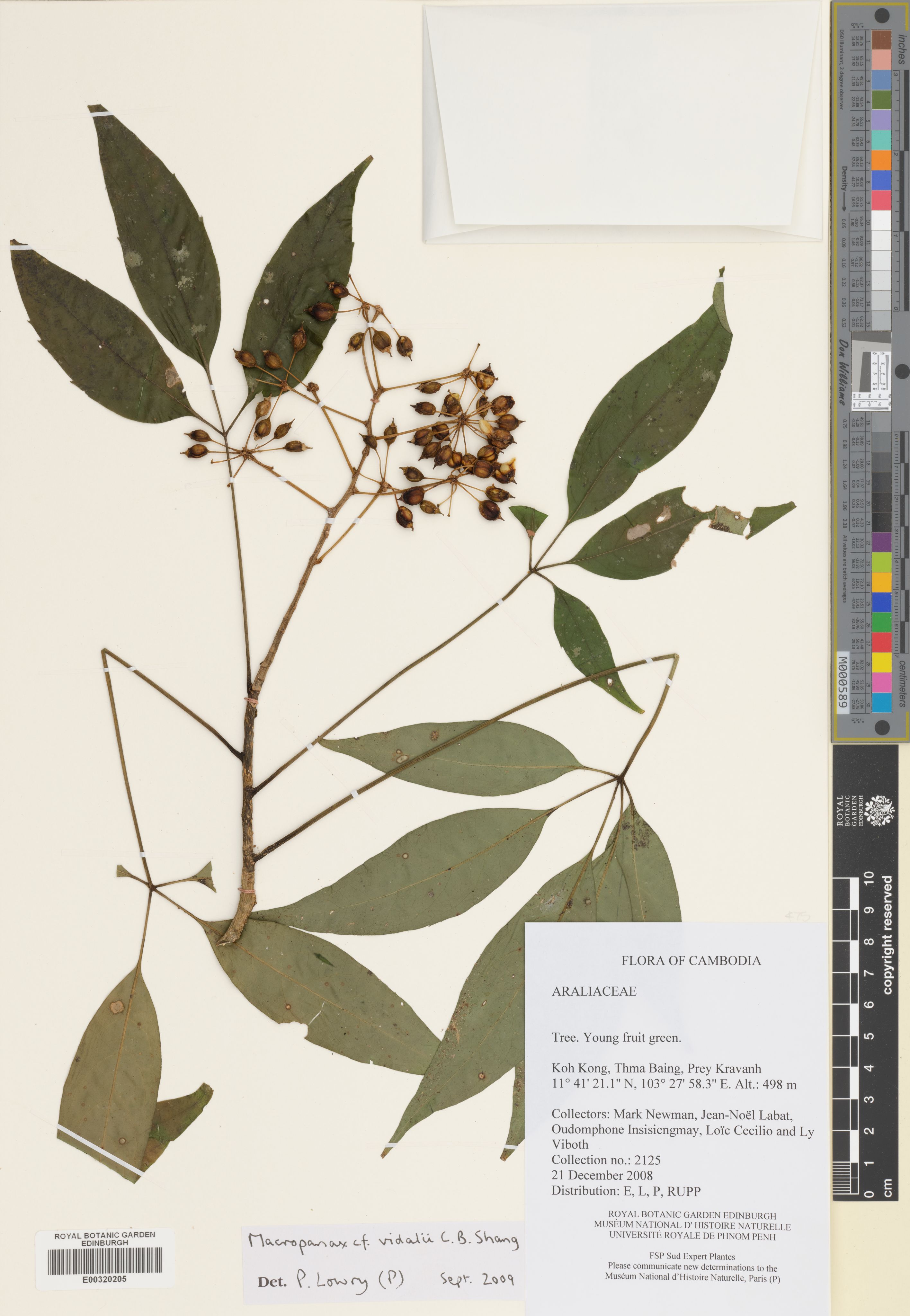 Macropanax vidalii (Macropanax vidalii)