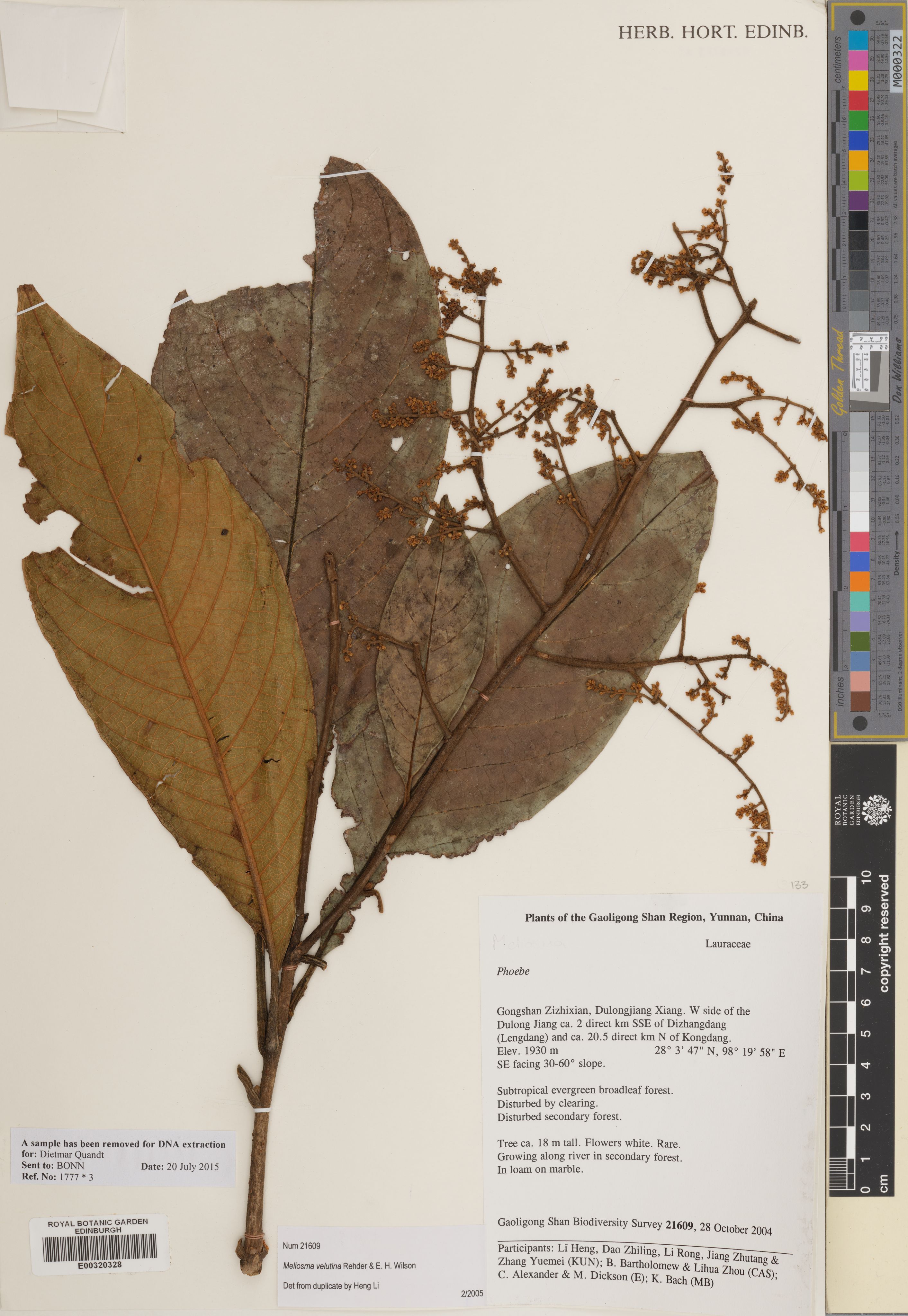 Meliosma velutina (Meliosma velutina)