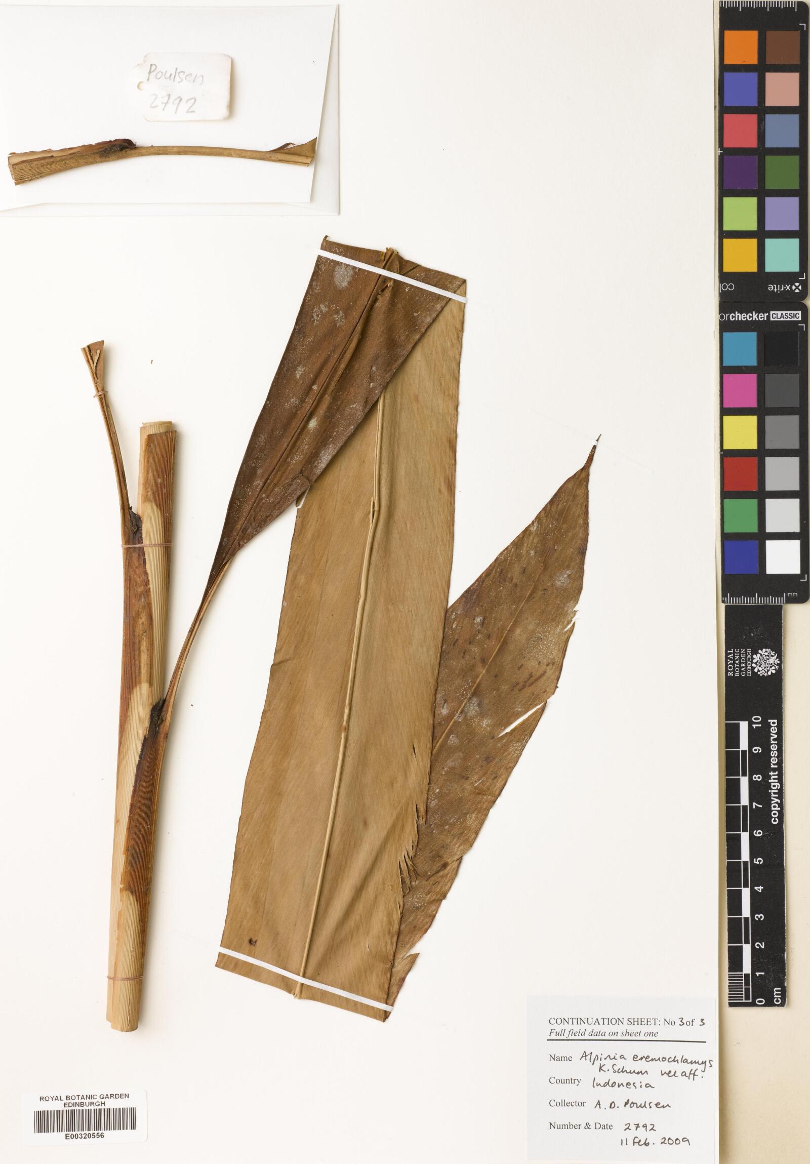 Alpinia eremochlamys (Alpinia eremochlamys)