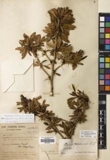 Type specimen at Edinburgh (E). Forrest, George: 19417. Barcode: E00320570.