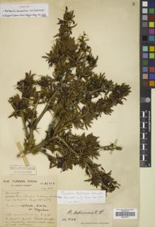 Type specimen at Edinburgh (E). Forrest, George: 21968. Barcode: E00320571.