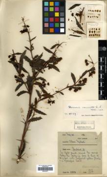 Type specimen at Edinburgh (E). Farrer, Reginald: 1579. Barcode: E00320577.