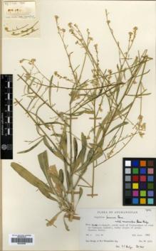 Type specimen at Edinburgh (E). Hedge, Ian; Wendelbo, Per: W 3960. Barcode: E00320596.