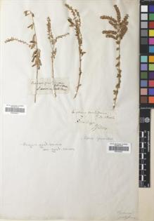 Type specimen at Edinburgh (E). Gillies, John: . Barcode: E00320622.