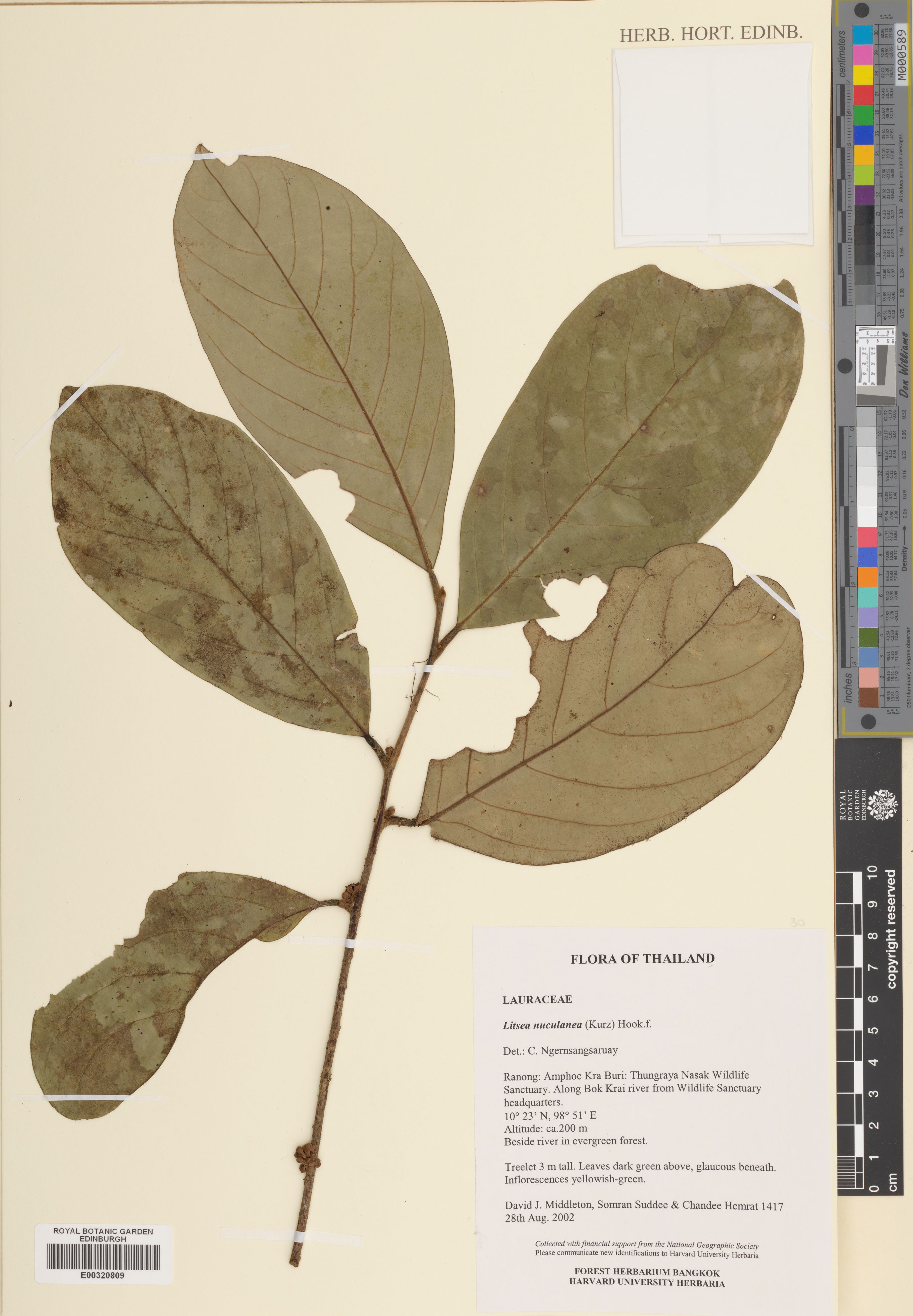 Litsea nuculanea (Litsea nuculanea)