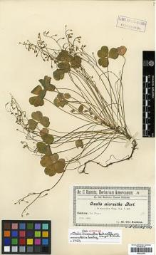 Type specimen at Edinburgh (E). Buchtien, Otto: . Barcode: E00322256.