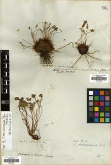 Type specimen at Edinburgh (E). Gillies, John: 19. Barcode: E00322285.