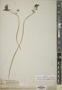 Type specimen at Edinburgh (E). Bertero, Carlo: 485 & 1197. Barcode: E00322292.