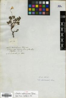 Type specimen at Edinburgh (E). Gillies, John: 16. Barcode: E00322302.