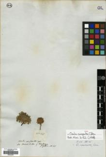 Type specimen at Edinburgh (E). Gillies, John: 25. Barcode: E00322304.