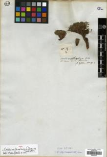 Type specimen at Edinburgh (E). Gillies, John: 19.2. Barcode: E00322323.