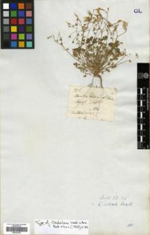 Type specimen at Edinburgh (E). Mathews, Andrew: 276. Barcode: E00322336.