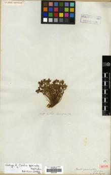 Type specimen at Edinburgh (E). Cuming, Hugh: 172. Barcode: E00322340.