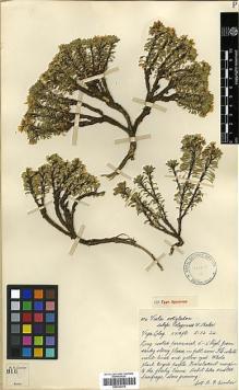Type specimen at Edinburgh (E). Comber, Harold: 816. Barcode: E00322370.