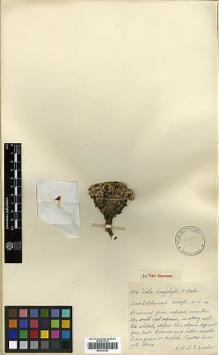 Type specimen at Edinburgh (E). Comber, Harold: 884. Barcode: E00322383.