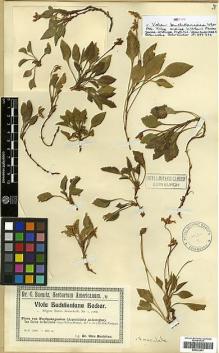 Type specimen at Edinburgh (E). Buchtien, Otto: . Barcode: E00322401.