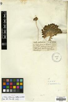 Type specimen at Edinburgh (E). Gillies, John: . Barcode: E00322407.