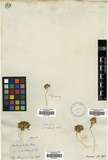 Type specimen at Edinburgh (E). Cuming, Hugh: 289. Barcode: E00322423.