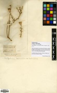 Type specimen at Edinburgh (E). : . Barcode: E00322494.