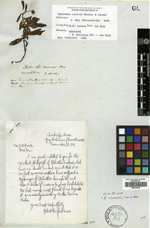 Type specimen at Edinburgh (E). Hooker, Joseph: . Barcode: E00322502.