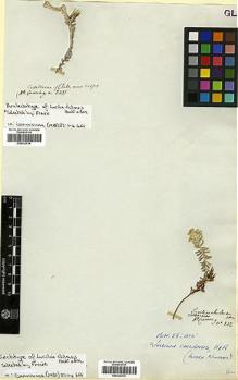 Type specimen at Edinburgh (E). Cuming, Hugh: 342. Barcode: E00322512.