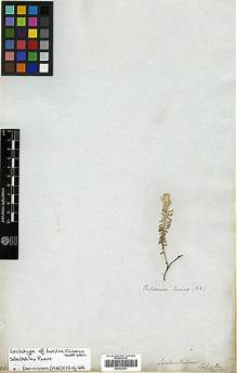 Type specimen at Edinburgh (E). Cuming, Hugh: 342. Barcode: E00322513.