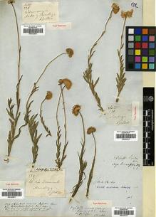 Type specimen at Edinburgh (E). Gillies, John: 129. Barcode: E00322631.